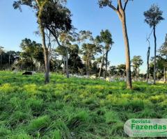 Fazenda 206.61 Alqueires Paulista Pantanal Alto Pecuária De Cria Recria Engorda