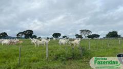578 Alqueires Em Mato Grosso Pecuária Fazenda  Que Tá Pronta E A Venda De Porteira Fechada