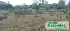 30 Hectares Todo Formando Em Pastagens Pecuária Ou Plantio De Roça Mandioca Abacaxi Limão