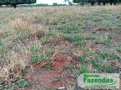 63 Alqueires De Terra Vermelha Região Da Baixada Cuiabana Ta Na Pecuária E Boa Pra Roça 