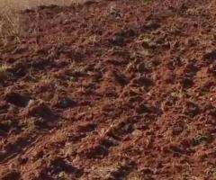 Fazenda 1.200 Hectares Arrendamento em Mato Grosso Terra Vermelha Em Pasto 02 Anos De Carência 