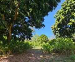 Sítio 40 Hectares Terra Sem Pedra Podendo Cultivar Roça De Hortaliças Frutas Verduras E Criação Gado