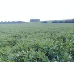 Sitio Em Mato Grosso Área 43 Alqueires Plantando Lavoura Soja E Milho Safrinha Ótima Logística 