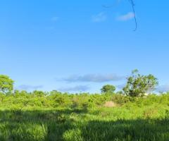 Sítio A Venda Na Baixada Cuiabana Área 63 Alqueires Pecuária Ou Trabalhar Com Roça Pequeno Produtor