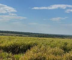 Fazenda 537 Alqueires Arrendamento Agrícola Parte Já Plantando Lavoura Soja E Milho Outra Em Pastagens 