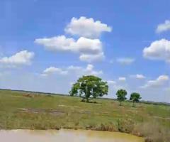 Fazenda 619 Alqueires Pantanal De Cria E Recria Só Na Pastagem Nativa Com Toda Estrutura Necessária Pra Atender A Pecuária 