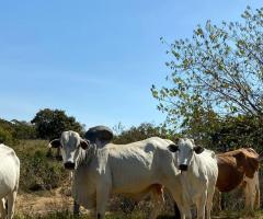 Sitio A Venda Em Mato Grosso Área 52.89 Alqueires Pecuária E Parte Da Terra Que Serve Para Fazer Roça Cana Mandioca E Outras Culturas 
