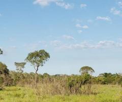 Fazenda 289 Alqueires Exclusiva Para Pecuária De Cria E Recria Localizada No Pantanal Mato-grossense 