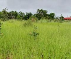 Fazenda Em Mato Grosso 900 Hectares Na Pecuária De Recria E Engorda Região Da Baixada Cuiabana Município Poconé 