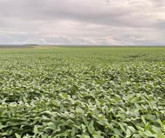 Fazenda 617 Alqueires Parte Plantando Soja E Milho Safrinha Região Noroeste De Mato Grosso 
