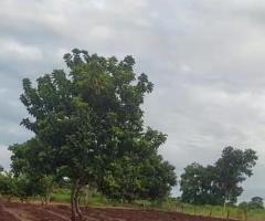 Sítio 17 Hectares Terra Boa Pra Cultivar Roça E Está Todo Formado Em Pastagens Região Da Baixada Cuiabana 