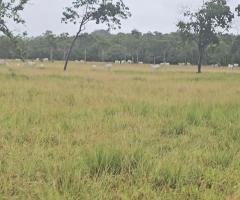 Fazendinha 200 Hectares Pecuária De Cria Recria E Engorda Pronta Pra Trabalhar O Seu Gado