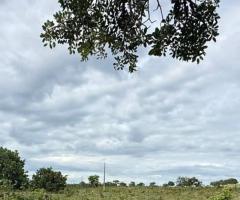 Sítio A Venda Em Mato Grosso Área 65 Alqueires Região Da Baixada Cuiabana 80 Km De Cuiabá 