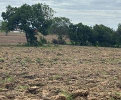 Fazenda 90 Alqueires Na Pecuária Com Terras Que Também Servem Para Cultivar Roça Município De Rosário MT