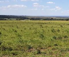 Fazenda 785 Alqueires Região Norte De Mato Grosso Dupla Aptidão Pecuária E Parte Serve Para Plantar Lavoura Ótima Logística 