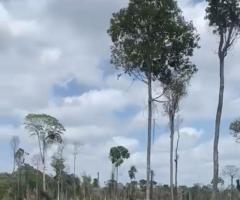 Fazenda 351 Alqueirão Goiano 4.84 Terra De Cultura Dupla Aptidão Hoje Na Pecuária Recria E Engorda Região Do Pará 