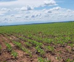 Fazenda 450 Hectares Em Lavoura E Pecuária Sendo Duas Aptidões Numa Só Área Região Norte De Mato Grosso 