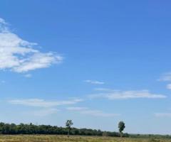Fazenda 1.300 Hectares Arrendar Pra Lavoura Parte Já Plantando E Parte Em Pastagens Que Vira Lavoura 