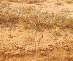 392 Alqueirão Goiano Arrendar Para Lavoura Área Já Plantando Soja E Milho A 04 Anos