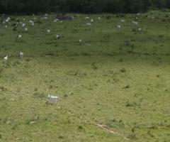 Fazenda Dupla Aptidão Na Pecuária De Recria E Engorda Com Área 1.276 Alqueires Parte Servem Pra Lavoura 