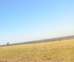 Fazenda 174 Alqueires Em Pecuária Que Já Foi Plantado Lavoura No Passado Hoje Em Pastagens 