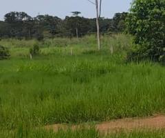 Fazenda A Venda Em Mato Grosso Perfil Pecuária De Cria Recria E Engorda Região Da Baixada Cuiabana Área 247 Alqueires 60 Km Da Cidade 