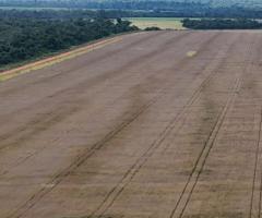 Fazenda Plantando Lavoura Soja E Milho Área 90 Alqueires Região Norte De Mato Grosso Com Toda Estrutura 