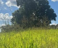 Fazenda De Pecuária A Venda Área 288 Alqueires Formados Em Pastagens Região Da Baixada Cuiabana 
