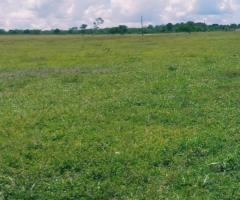 Fazenda 296 Alqueires Toda Na Pecuária De Recria E Engorda Boa De Água Formada Em Pastagens 