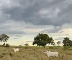 Fazenda 83 Alqueires Em Mato Grosso Pecuária De Recria E Engorda Região Da Baixada Cuiabana 