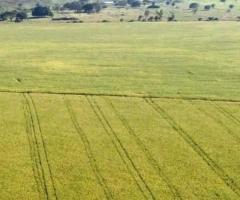 Fazenda A Venda 537 Alqueires Plantando Lavoura Soja E Milho Região Norte Do Mato Grosso 
