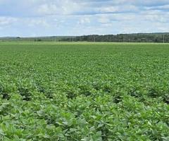 Fazenda 1.100 Alqueires Para Arrendamento Agrícola Parte Já Plantando Lavoura Soja E Milho 