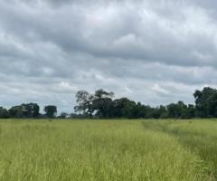 Fazenda De Pecuária A Venda Em Mato Grosso Área 681 Alqueires Na Pecuária De Cria Recria E Engorda Região Da Baixada Cuiabana 