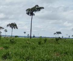 Fazenda A Venda 1.760 Alqueires No Norte De Mato Grosso Dupla Aptidão Na Pecuária Recria E Engorda Podendo Fazer Parte Em Lavoura 