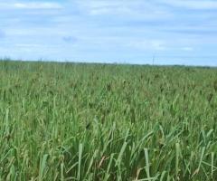 Fazenda a Venda 935 Alqueires Dupla Aptidão Parte Foi Lavoura E Hoje Toda Em Pastagens Sendo Campo De Sementes 