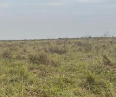 Fazenda 35.000 Alqueires A Venda Pantanal Mato-grossense Pecuária Para Cria E Recria 300 Km De Cuiabá 