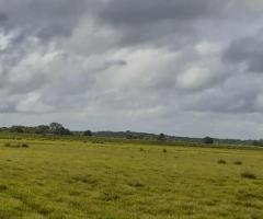 Fazenda A Venda No Pará Área 4.958 Alqueires Dupla Aptidão Tá Em Pecuária Que Vira Lavoura De Grãos 
